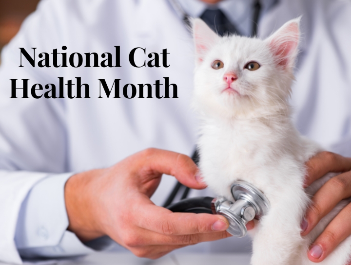 National Cat Health Month Elkhorn Veterinary Clinic